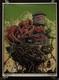 2013 Pearl Jam Okc Oklahom City Concert Poster Se No Ames Bros Or Munk One 11/16