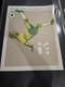 Pearl Jam 2011 Sao Paulo Pj20 Poster Variant